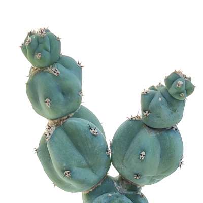 Myrtillocactus geometrizans f. mostruosa Stacker - Giromagi