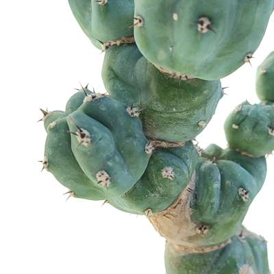 Myrtillocactus geometrizans f. mostruosa Stacker - Giromagi