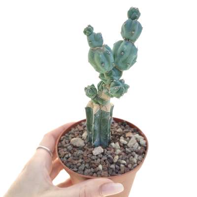 Myrtillocactus geometrizans f. mostruosa Stacker