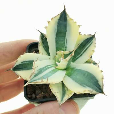 Agave titanota 'SnaggleTooth' f. variegata