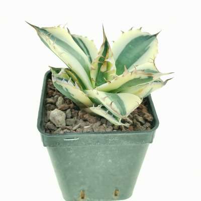 Agave titanota 'SnaggleTooth' f. variegata - Giromagi