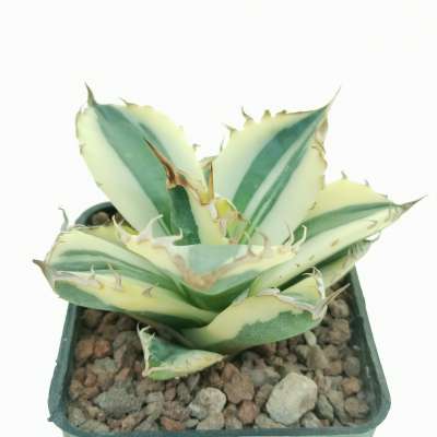 Agave titanota 'SnaggleTooth' f. variegata - Giromagi