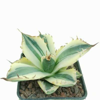 Agave titanota 'SnaggleTooth' f. variegata - Giromagi