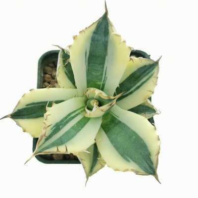 Agave titanota 'SnaggleTooth' f. variegata - Giromagi