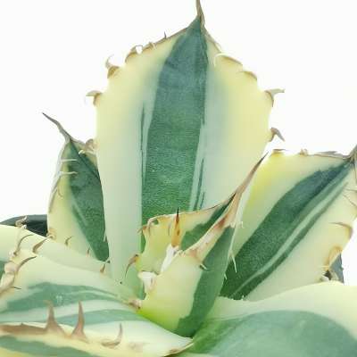 Agave titanota 'SnaggleTooth' f. variegata - Giromagi