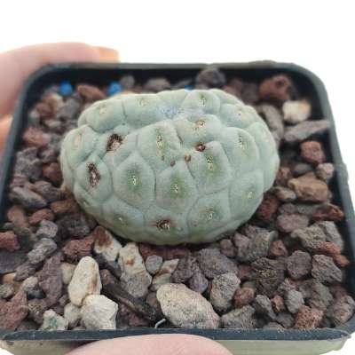 Tephrocactus geometricus f. crestata (Own roots)