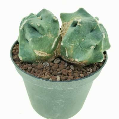 Ferocactus glaucescens cv. Split Rock f. dicotomica (Own roots) - Giromagi