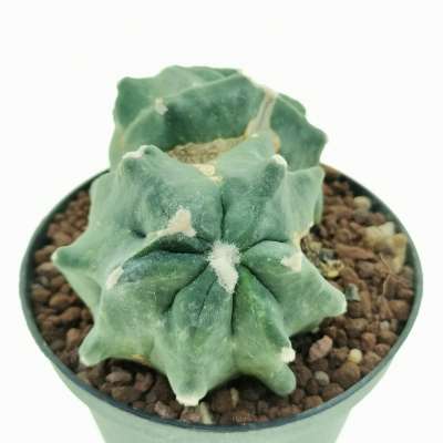 Ferocactus glaucescens cv. Split Rock f. dicotomica (Own roots) - Giromagi