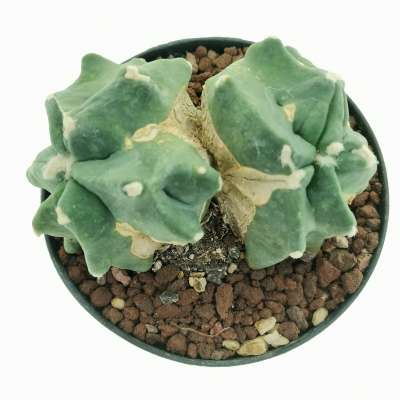 Ferocactus glaucescens cv. Split Rock f. dicotomica (Own roots) - Giromagi