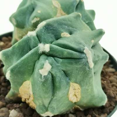 Ferocactus glaucescens cv. Split Rock f. dicotomica (Own roots) - Giromagi