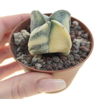 Astrophytum myriostigma var. quadricostatum f. variegata