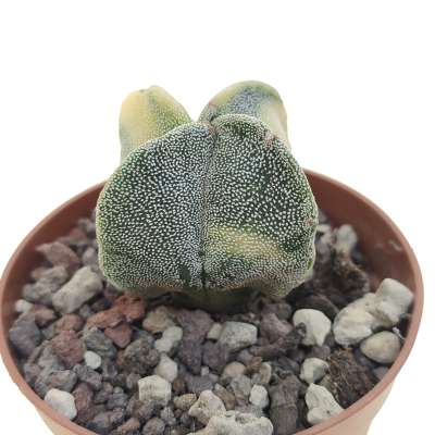 Astrophytum myriostigma var. quadricostatum f. variegata - Giromagi