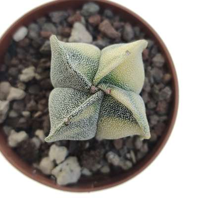 Astrophytum myriostigma var. quadricostatum f. variegata - Giromagi