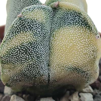 Astrophytum myriostigma var. quadricostatum f. variegata - Giromagi