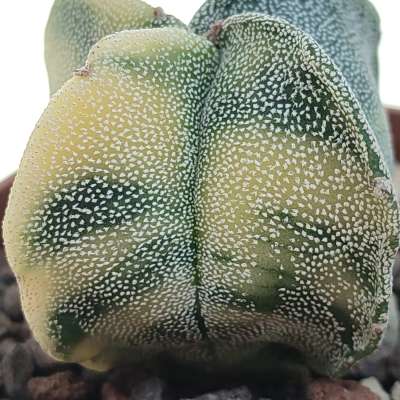 Astrophytum myriostigma var. quadricostatum f. variegata - Giromagi
