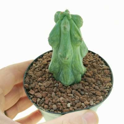 Myrtillocactus geometrizans cv. Fukurokuryuzinboku f. variegata (Own roots)