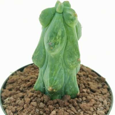 Myrtillocactus geometrizans cv. Fukurokuryuzinboku f. variegata (Own roots) - Giromagi