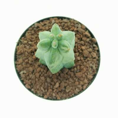 Myrtillocactus geometrizans cv. Fukurokuryuzinboku f. variegata (Own roots) - Giromagi