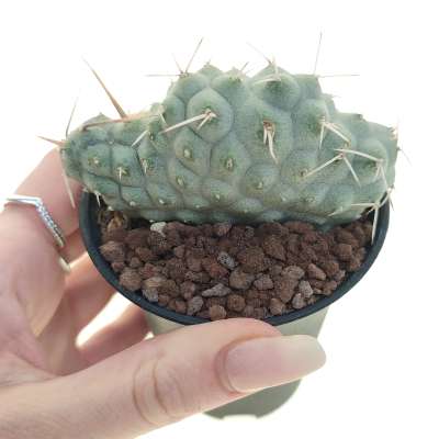 Tephrocactus alexanderi f. crestata