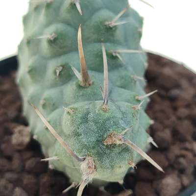 Tephrocactus alexanderi f. crestata - Giromagi