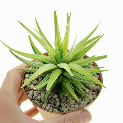 Haworthia attenuata var. radula f. variegata