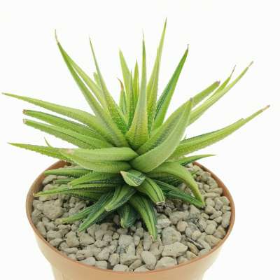 Haworthia attenuata var. radula f. variegata - Giromagi
