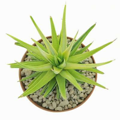 Haworthia attenuata var. radula f. variegata - Giromagi