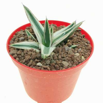 Agave victoriae-reginae 'White Rhino' - Giromagi