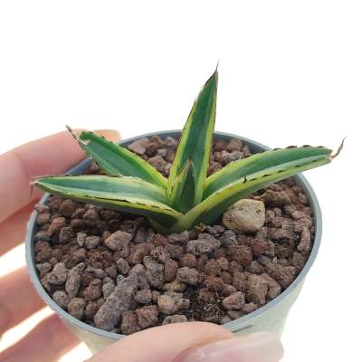 Agave victoriae-reginae f. variegata