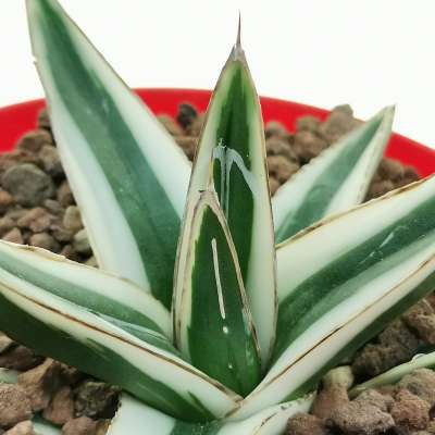 Agave victoriae-reginae 'White Rhino' - Giromagi