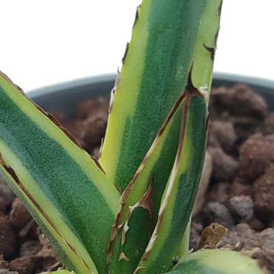 Agave victoriae-reginae f. variegata - Giromagi