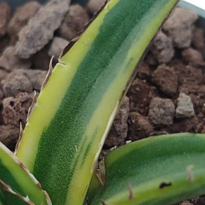 Agave victoriae-reginae f. variegata - Giromagi