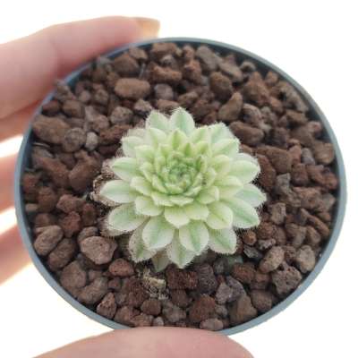 Sempervivum arachnoideum f. variegata