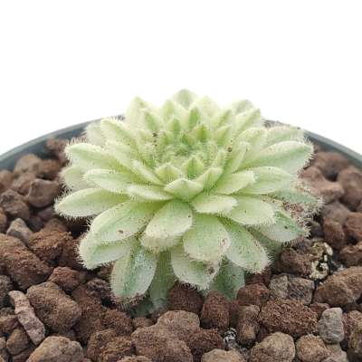 Sempervivum arachnoideum f. variegata - Giromagi