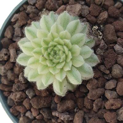 Sempervivum arachnoideum f. variegata - Giromagi