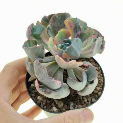 Echeveria 'Beyonce' f. variegata
