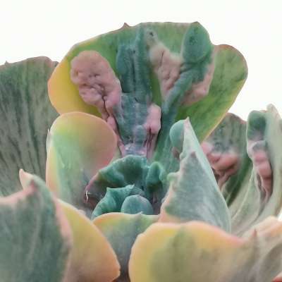 Echeveria 'Beyonce' f. variegata - Giromagi