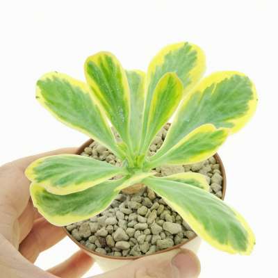 Euphorbia poissonii f. variegata