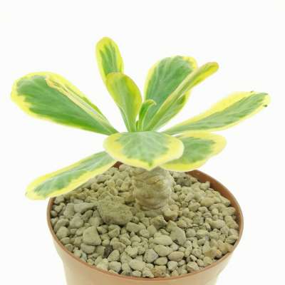 Euphorbia poissonii f. variegata - Giromagi