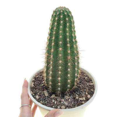 Trichocereus hybrid cv. Cassandra - Giromagi