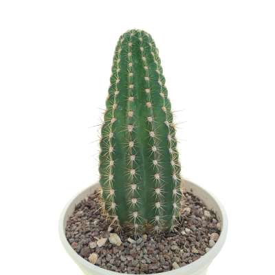 Trichocereus hybrid cv. Cassandra - Giromagi