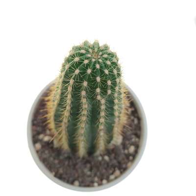 Trichocereus hybrid cv. Cassandra - Giromagi