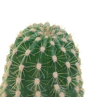 Trichocereus hybrid cv. Cassandra - Giromagi
