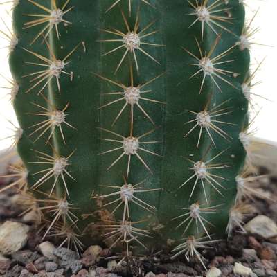 Trichocereus hybrid cv. Cassandra - Giromagi