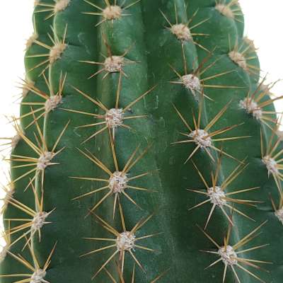 Trichocereus hybrid cv. Cassandra - Giromagi