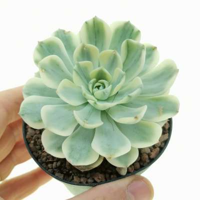Echeveria 'Sitifukumiama' f. variegata