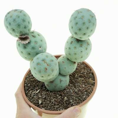 Tephrocactus geometricus (Old plant)