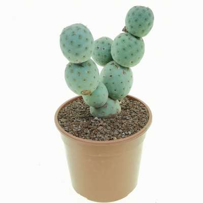 Tephrocactus geometricus (Old plant) - Giromagi