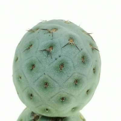 Tephrocactus geometricus (Old plant) - Giromagi