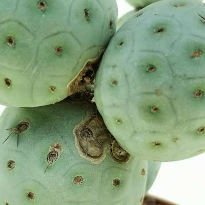 Tephrocactus geometricus (Old plant) - Giromagi